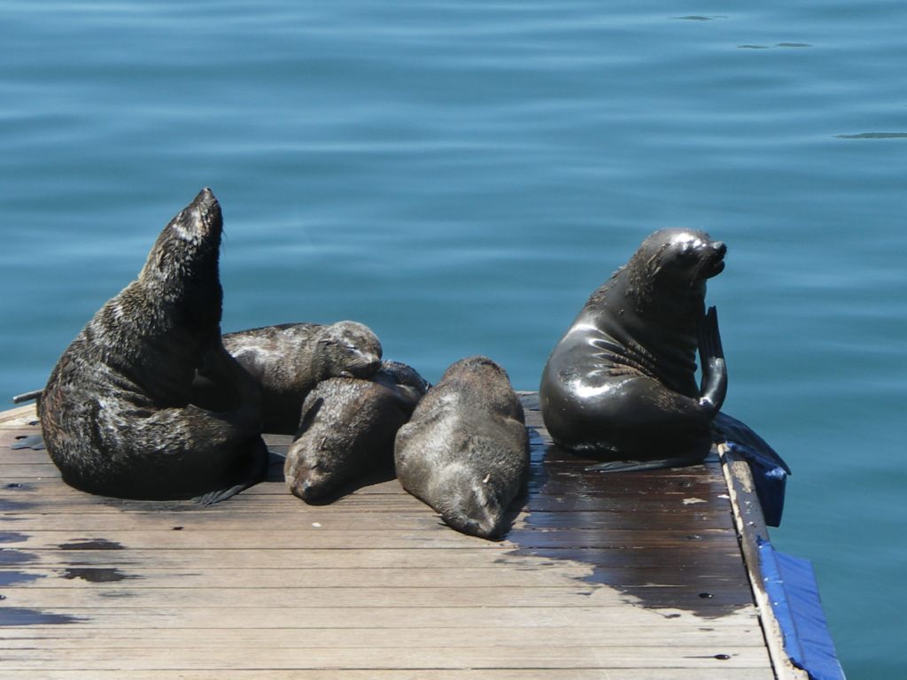 otarie du cap